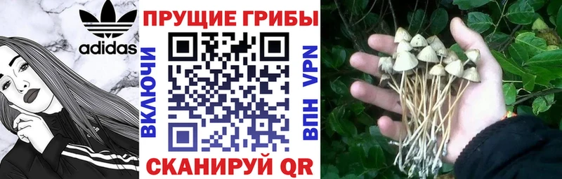 Псилоцибиновые грибы GOLDEN TEACHER  продажа наркотиков  Покров 